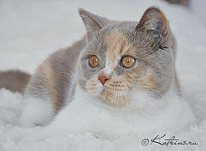 Британские кошки триколорных окрасов