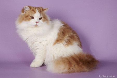 Katrin's Yakov , Британский длинношерстный кот красный мраморный с белым