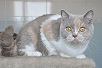 Фотографии наших кошек от новых владельцев, Настасья Кэтрин