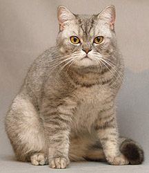 Katrin's Belvedera, Британские кошки мраморные, пятнистые, серебристые и дымчатые