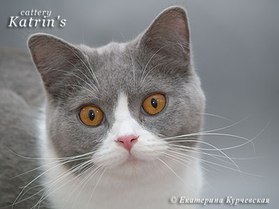 Katrin's Ernestina, питомник Кэтрин, британские котята окраса биколор