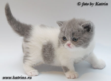 Katrin's Fabiana, британская кошка голубая с белым