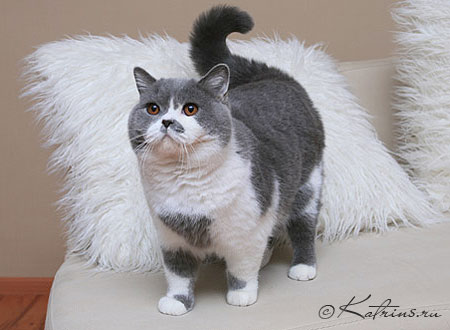 Katrin's Fal'co, питомник Кэтрин, британские котята окраса биколор