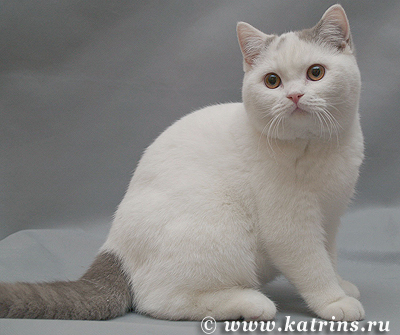 Katrin's Goden , питомник Кэтрин, британские котята окраса биколор