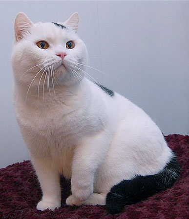 Katrin's Hi-Fi of Slav Story, питомник Кэтрин, британские котята окраса биколор