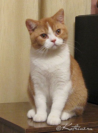Katrin's Jean Paul Catty, питомник Кэтрин, британская кошка окраса биколор