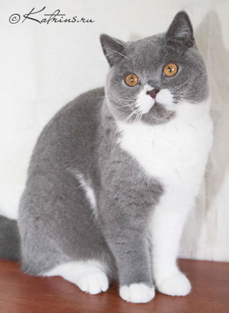 Katrin's Lolo, питомник Кэтрин, британские котята окраса биколор