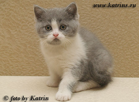 Katrin's Walda, питомник Кэтрин, британские котята окраса биколор