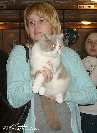 Katrin's X-Baby, питомник Кэтрин, британские котята окраса биколор