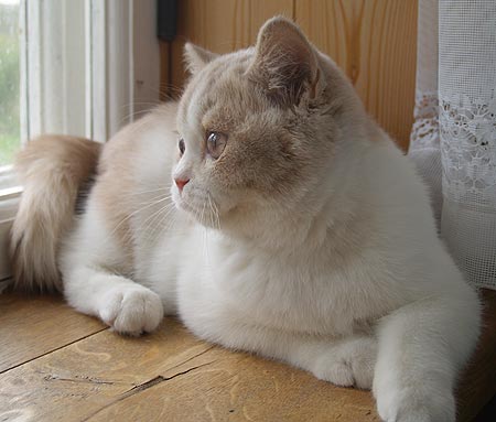 Katrin's Xenon, питомник Кэтрин, британские котята окраса биколор