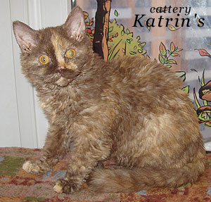 Katrin's Curly Imani, селкирк рексы различных окрасов, длинношерстные и короткошерстные