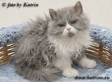 Katrin's Curly Ruslana, селкирк рексы различных окрасов, длинношерстные и короткошерстные