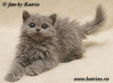 Katrin's Curly Saffron, селкирк рексы различных окрасов, длинношерстные и короткошерстные
