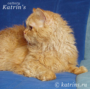 Katrin's Curly Vasilys, селкирк рексы различных окрасов, длинношерстные и короткошерстные