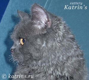 Katrin's Curly Yoko, селкирк рексы различных окрасов, длинношерстные и короткошерстные