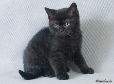 Katrin's Arhip, британский черный кот