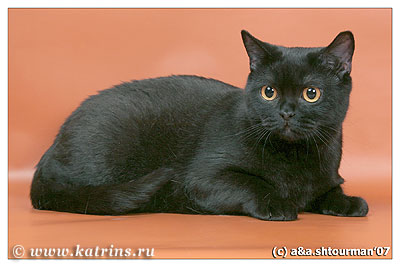 Katrin's Erisione, британская черная кошка