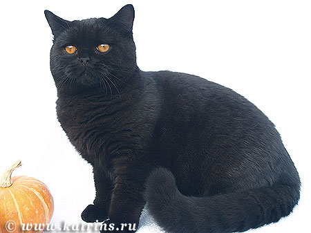 Katrin's Lininid, британский черный кот