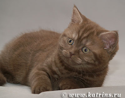 Katrin's Alika, Британские кошки тэбби, серебристых и дымчатых окрасов