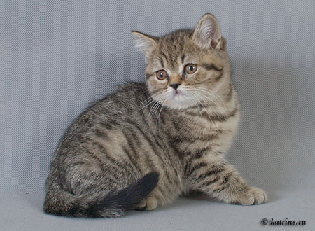 Katrin's Anfisa, Британские кошки мраморные, пятнистые, серебристые и дымчатые