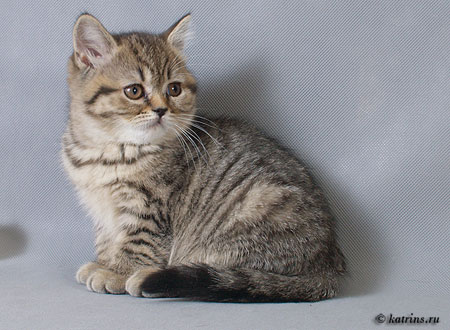 Katrin's Anfisa, Британские кошки мраморные, пятнистые, серебристые и дымчатые