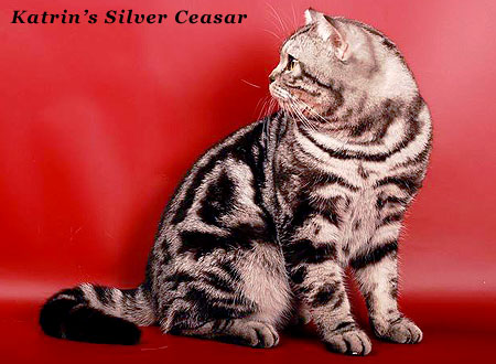 Katrin's Silver Ceasar, Британские кошки тэбби, серебристых и дымчатых окрасов