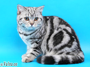 Katrin's Silver Clarissa, Британские кошки мраморные, пятнистые, серебристые и дымчатые