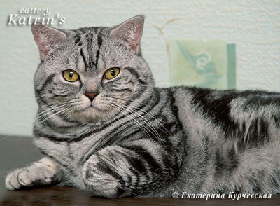 Katrin's Giljermo, Британские кошки тэбби, серебристых и дымчатых окрасов