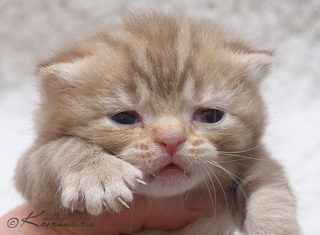 Katrin's Kaliostro, Британские кошки тэбби, серебристых и дымчатых окрасов