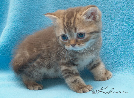 Katrin's Kalle, Британские кошки тэбби, серебристых и дымчатых окрасов