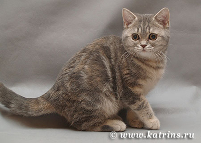 Katrin's Leoni, Британские кошки мраморные, пятнистые, серебристые и дымчатые