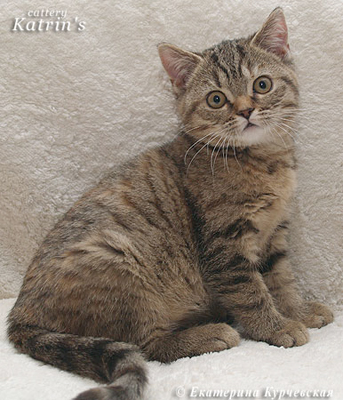 Katrin's Leffergy, Британские кошки мраморные, пятнистые, серебристые и дымчатые