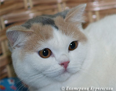 Katrin's Effigy L., питомник Кэтрин, британские котята окраса триколор