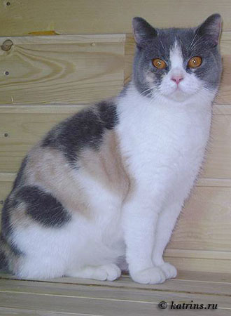 Katrin's Gamma, питомник Кэтрин, британские котята окраса триколор