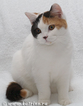 Katrin's Glauper, питомник Кэтрин, британские котята окраса триколор