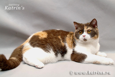 Katrin's Holly Molly, питомник Кэтрин, британские котята окраса триколор