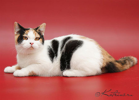 британская кошка чёрно-красная арлекин