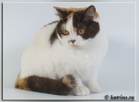 Katrin's Yelysaveta, питомник Кэтрин, британские котята окраса триколор
