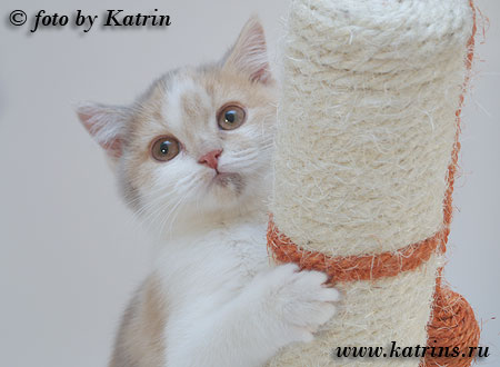 Katrin's Yosepha, питомник Кэтрин, британские котята окраса триколор
