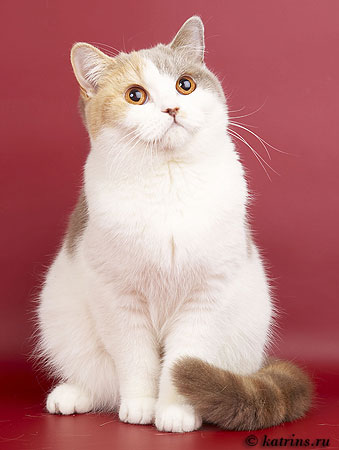 Katrin's Yosephina, питомник Кэтрин, британские котята окраса триколор
