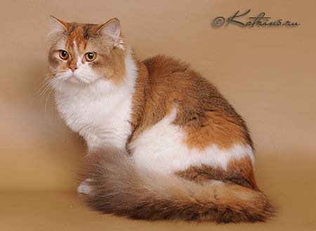 Katrin's Yadviga , Британские длинношерстные кошки различных окрасов