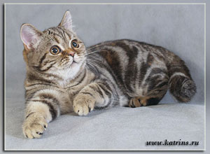 Katrin's Ashlie , британская кошка черно-красная мраморная