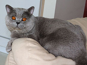 Dandy Blue Lord Hudson, британский  голубой кот 