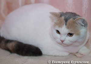Katrin's Effigy L. , британская кошка голубо-кремовая ван