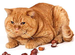Ginger Toy's Firecracker , британский кот красный (неагути)