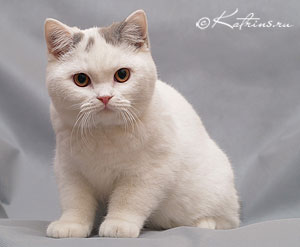 Katrin's Goden , британский кот лиловый ван