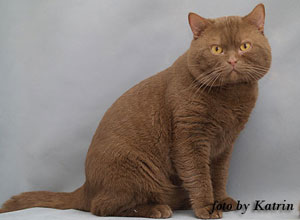 Know How vom Grutholz , британский кот циннамон