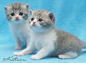 Katrin's Zahar и Zebre, британские котята голубые табби с белым