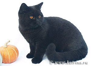 Katrin's Leninid, британский кот, черный 