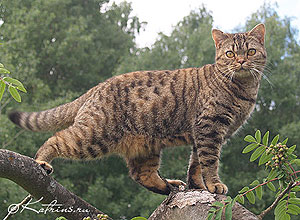 Sagoriket's Niniel , британская кошка черно-красная пятнистая